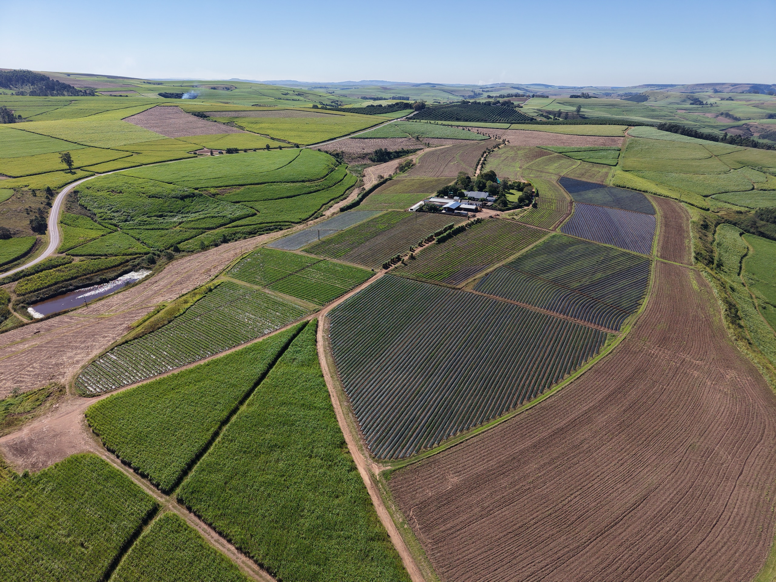 Mulched stevia rows next to mature sugar cane with hills behind