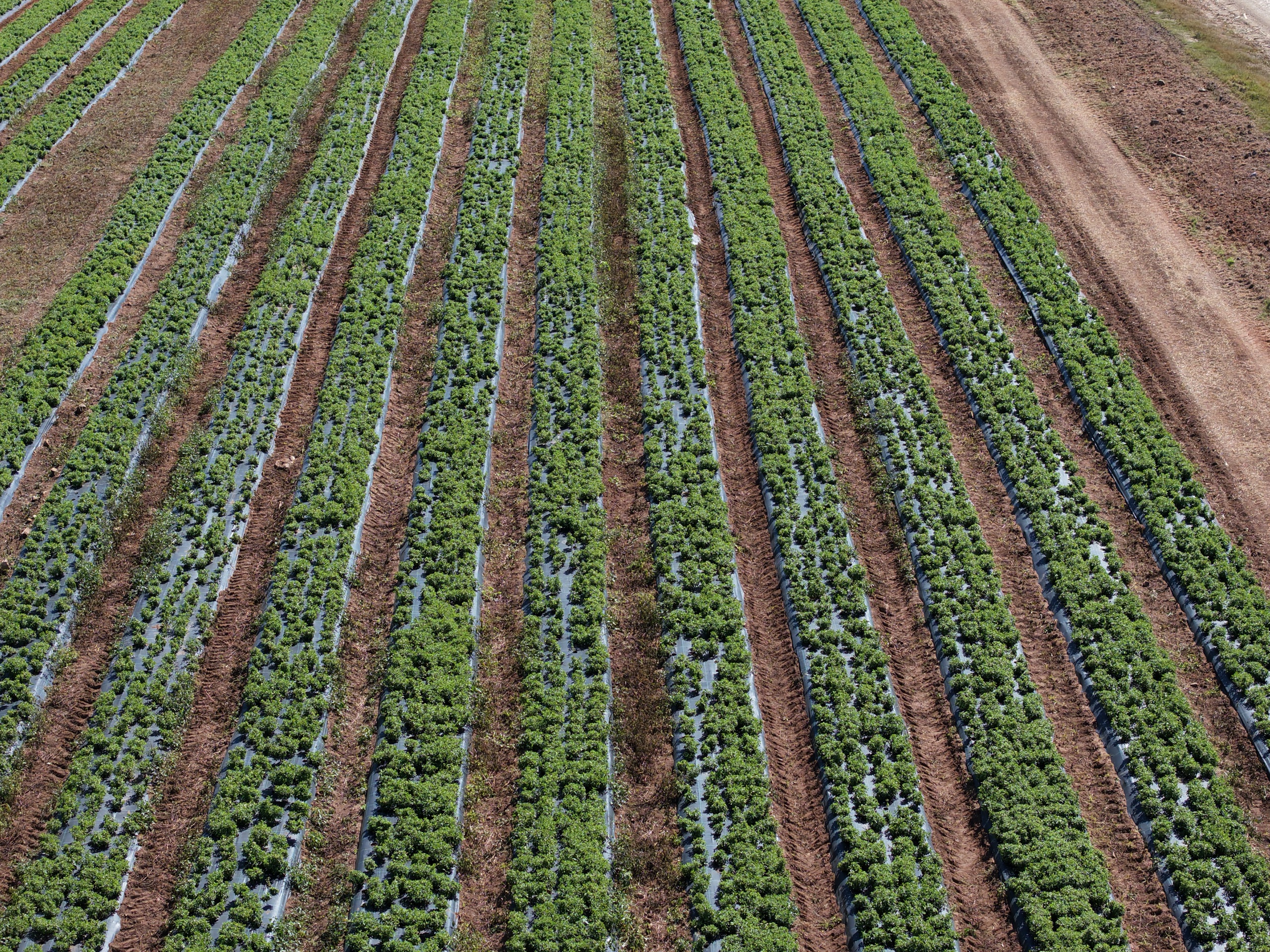 Aerial view of densely planted stevia rows under mulch film