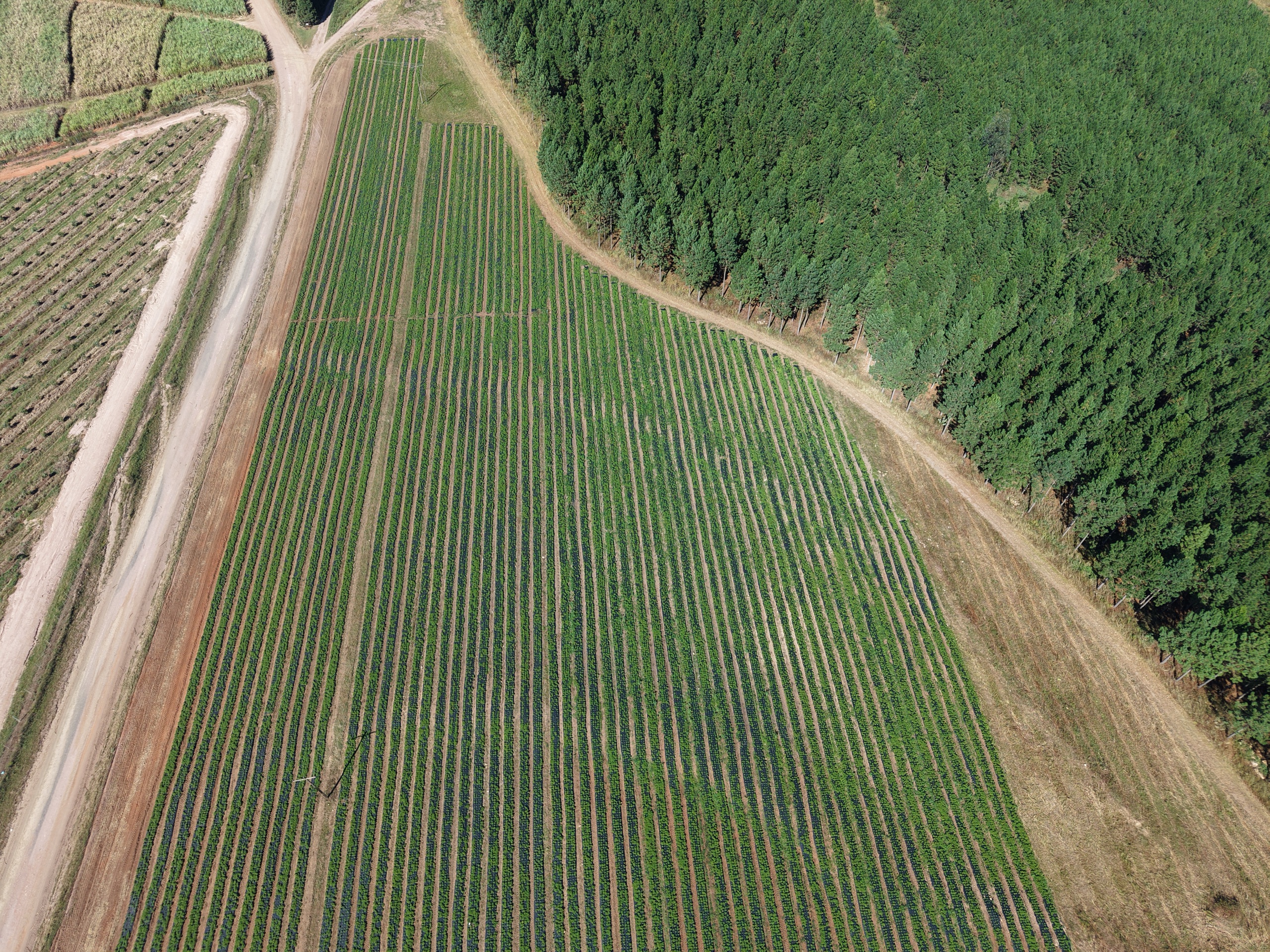Wide rows of stevia next to a pine forest edge