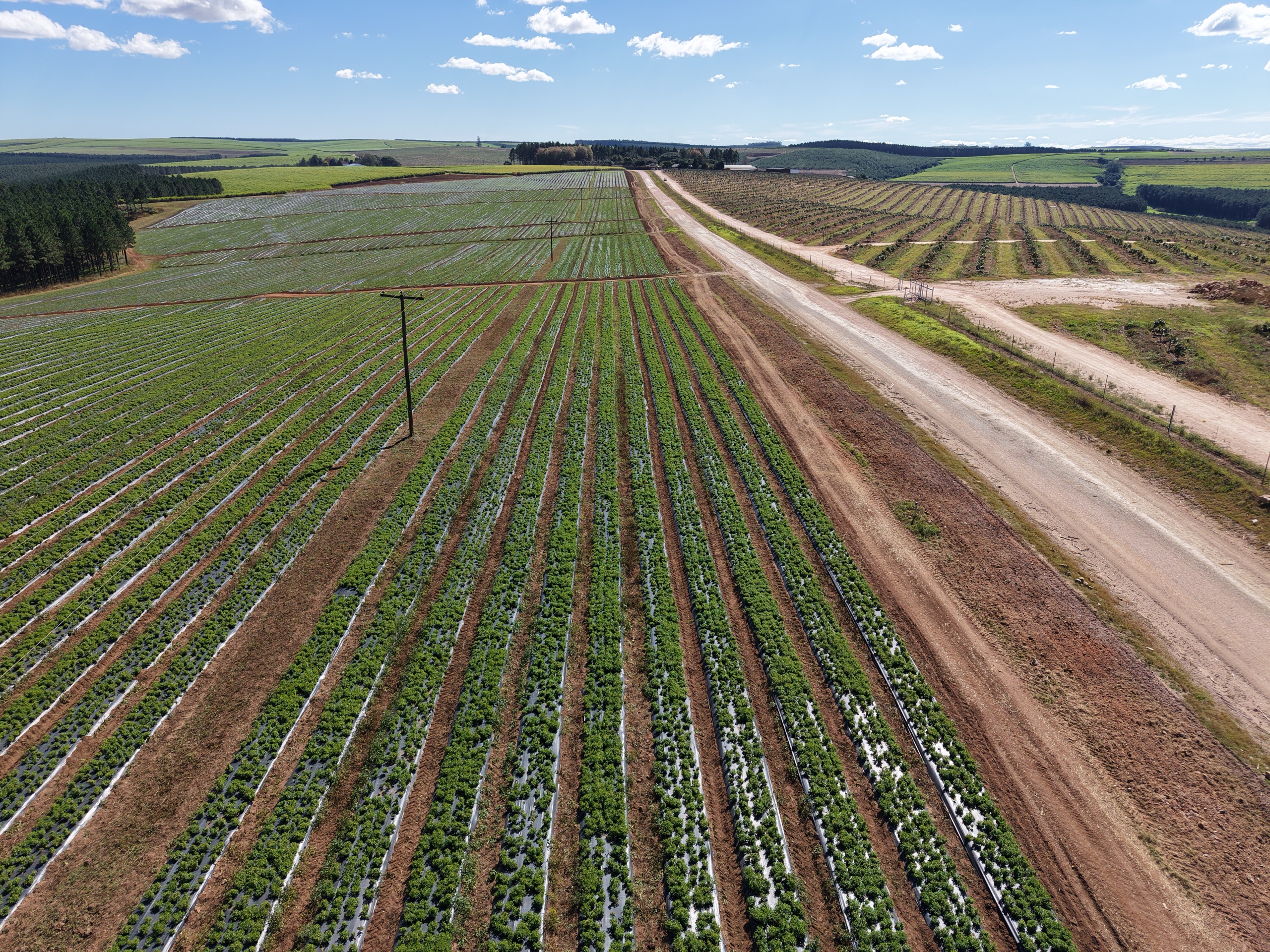 Long rows of stevia plants under mulch film alongside a farm road