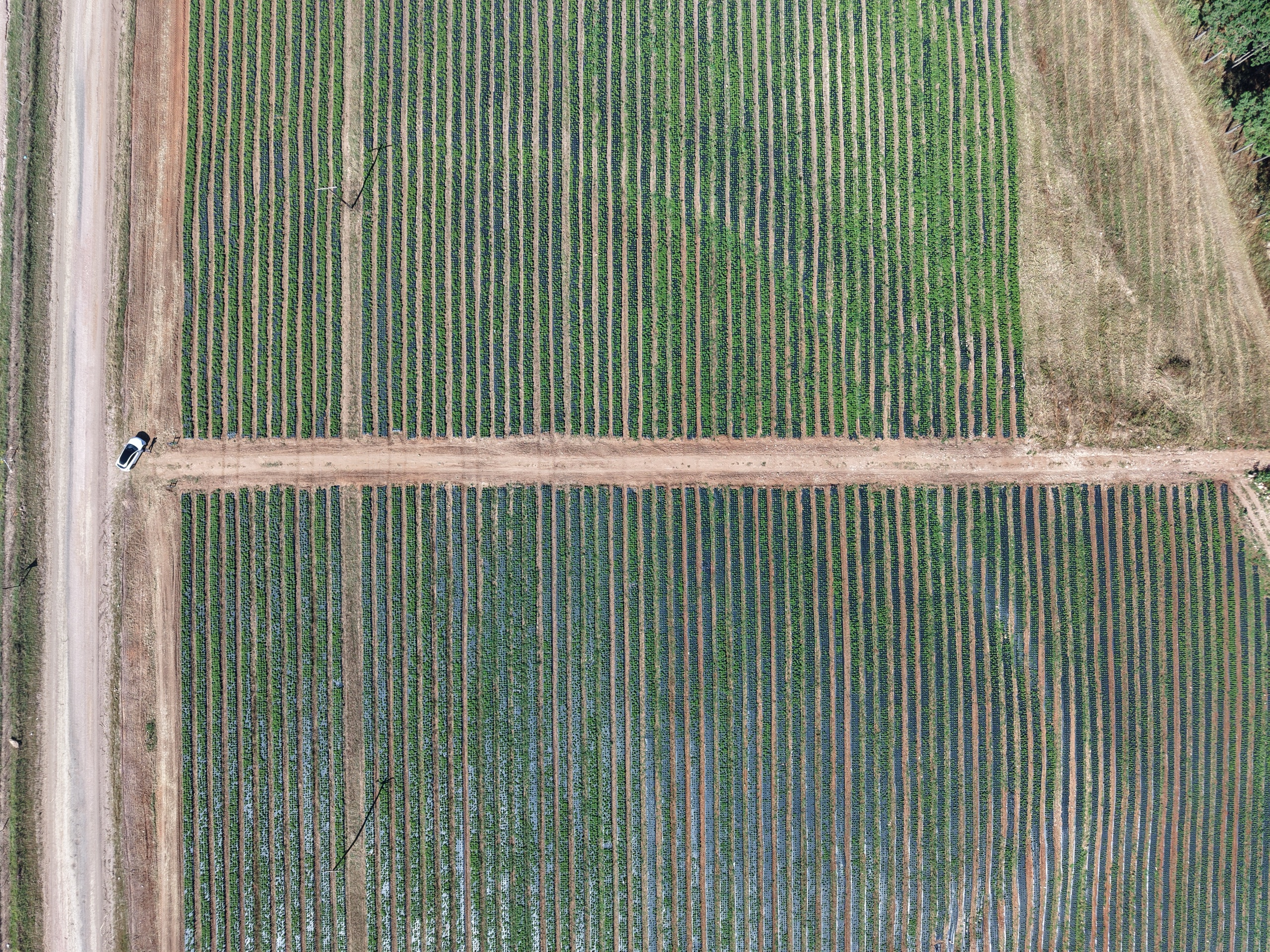 Detailed aerial of recently planted stevia seedlings