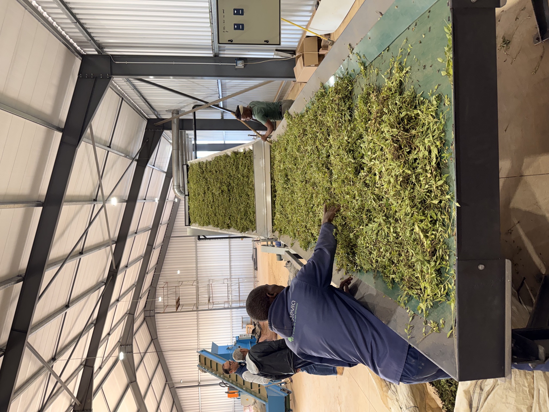 Operator working at the conveyor next to bags of harvested leaf